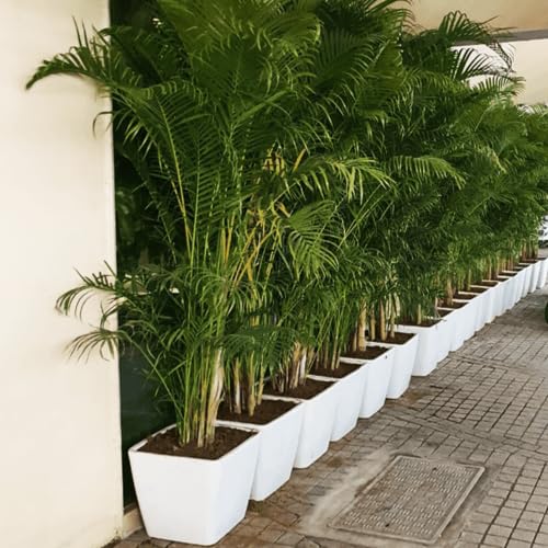 FRP Classic Planter - Series : GC 