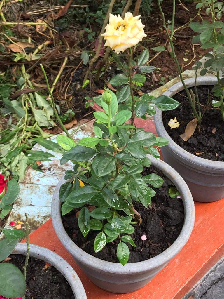 FRP Glassic Planter, Series : TV, Grey and White