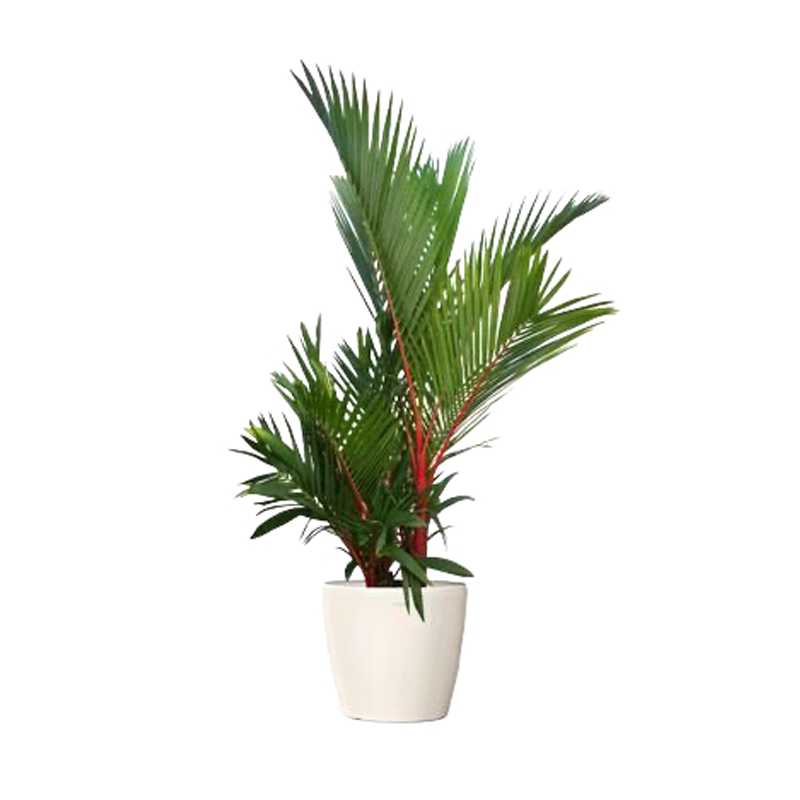 Red Palm Plant - 3 FT Well Grown