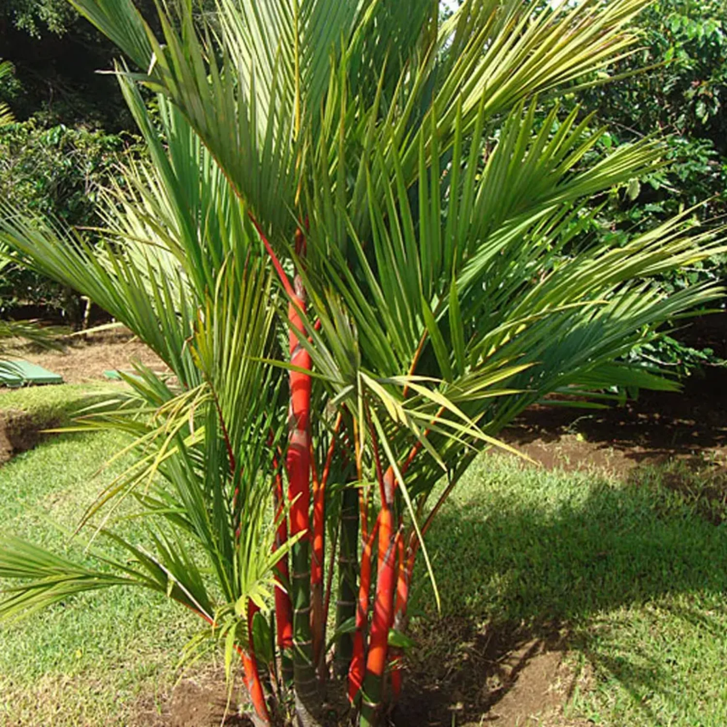 Red Palm Plant - 3 FT Well Grown