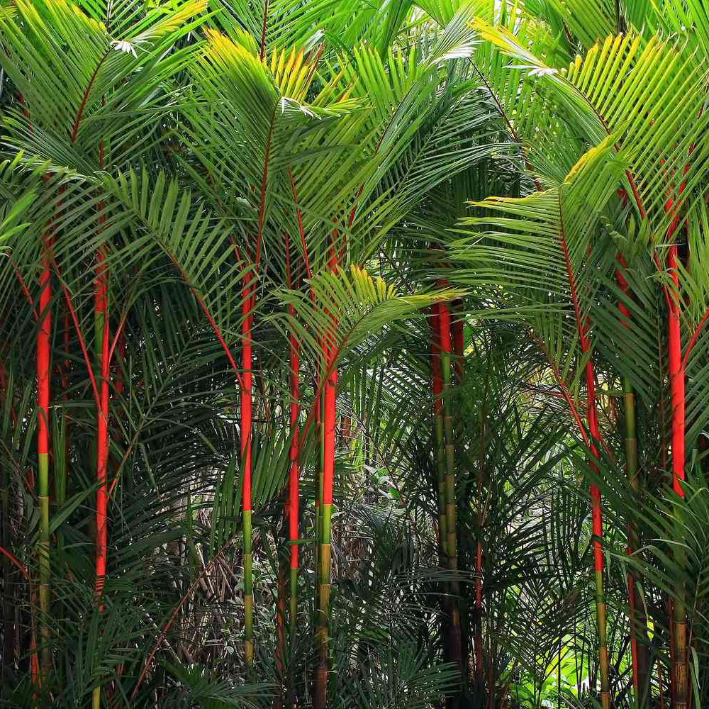Red Palm Plant - 3 FT Well Grown