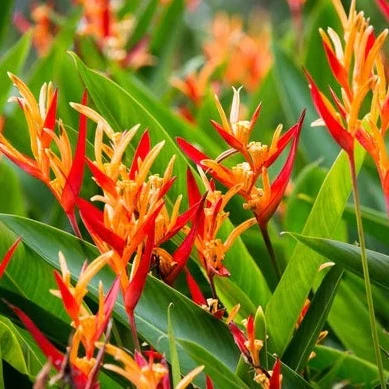 Heliconia Plant