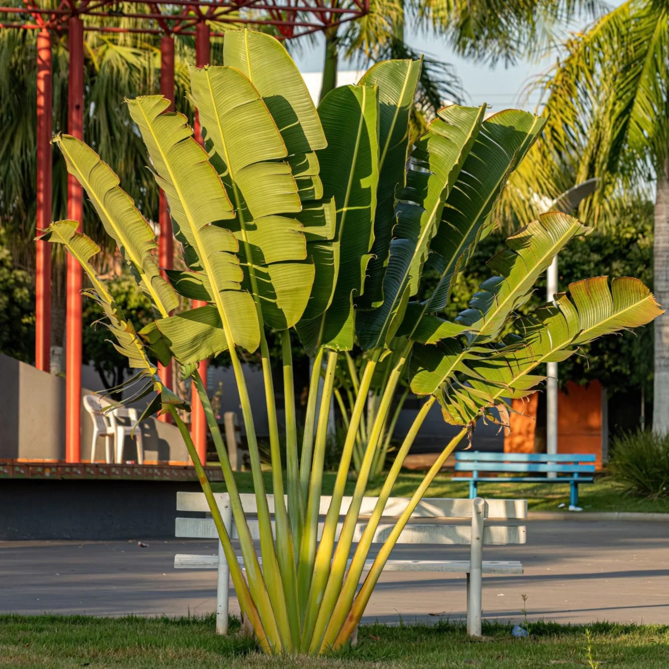 Traveler's Palm
