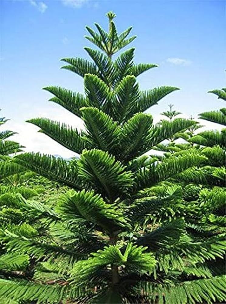 Indian Christmas Tree Tree/Norfolk Island Pine