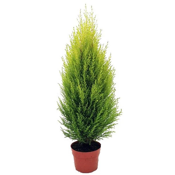 Lemon Cypress Tree