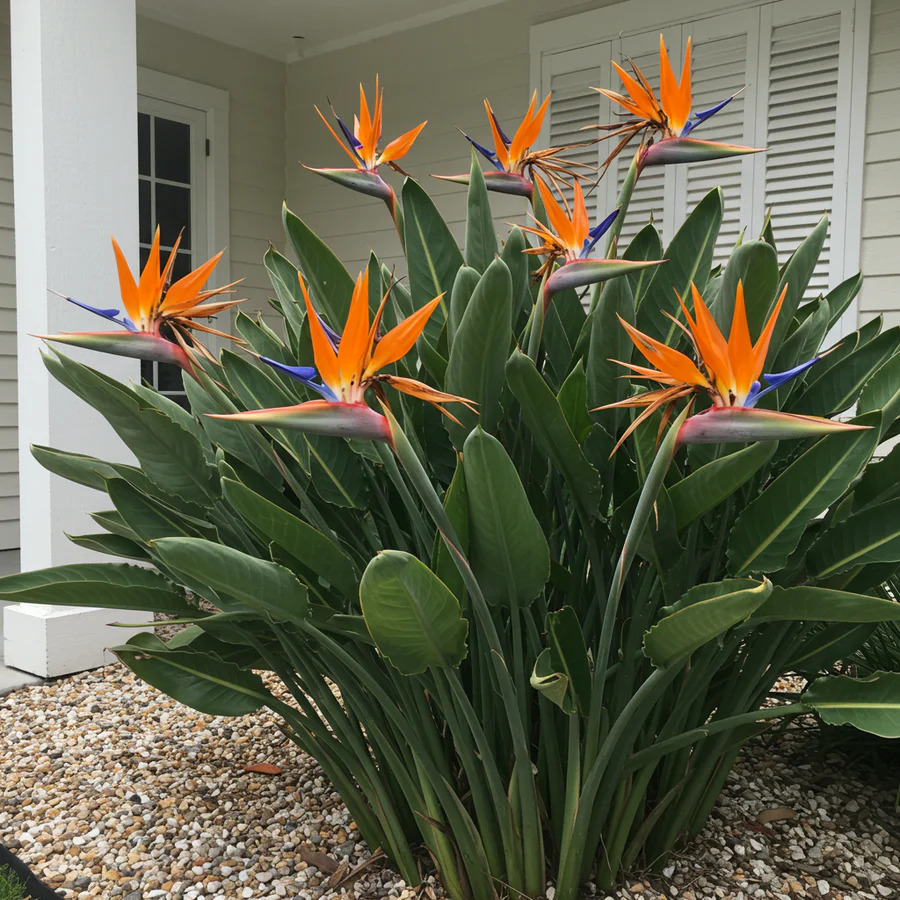 Bird of Paradise Plant