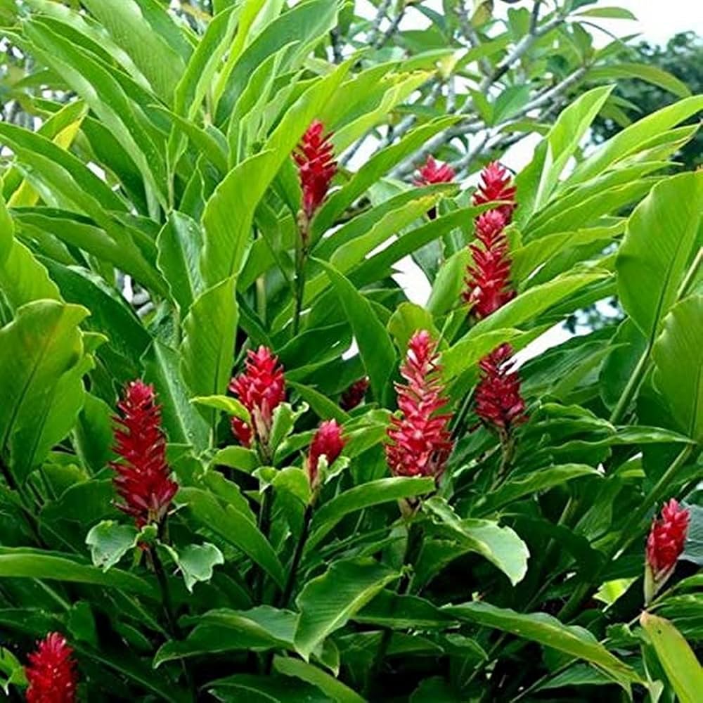 Red Ginger Plant