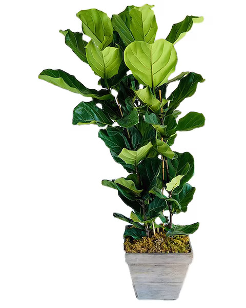 Fiddle Leaf Fig Plant