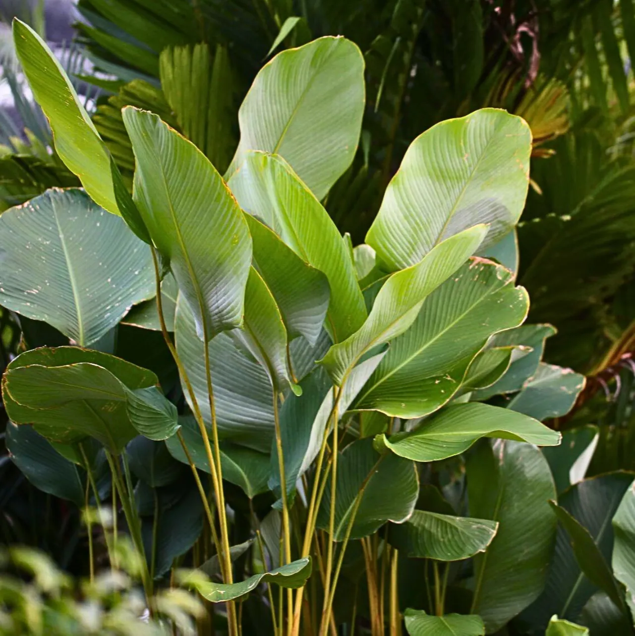 Tropical Calathea lutea Plant