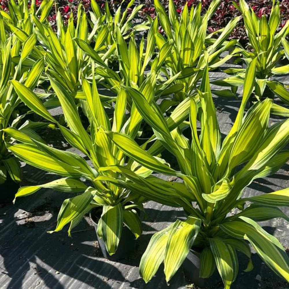 Dracaena Lemon Lime