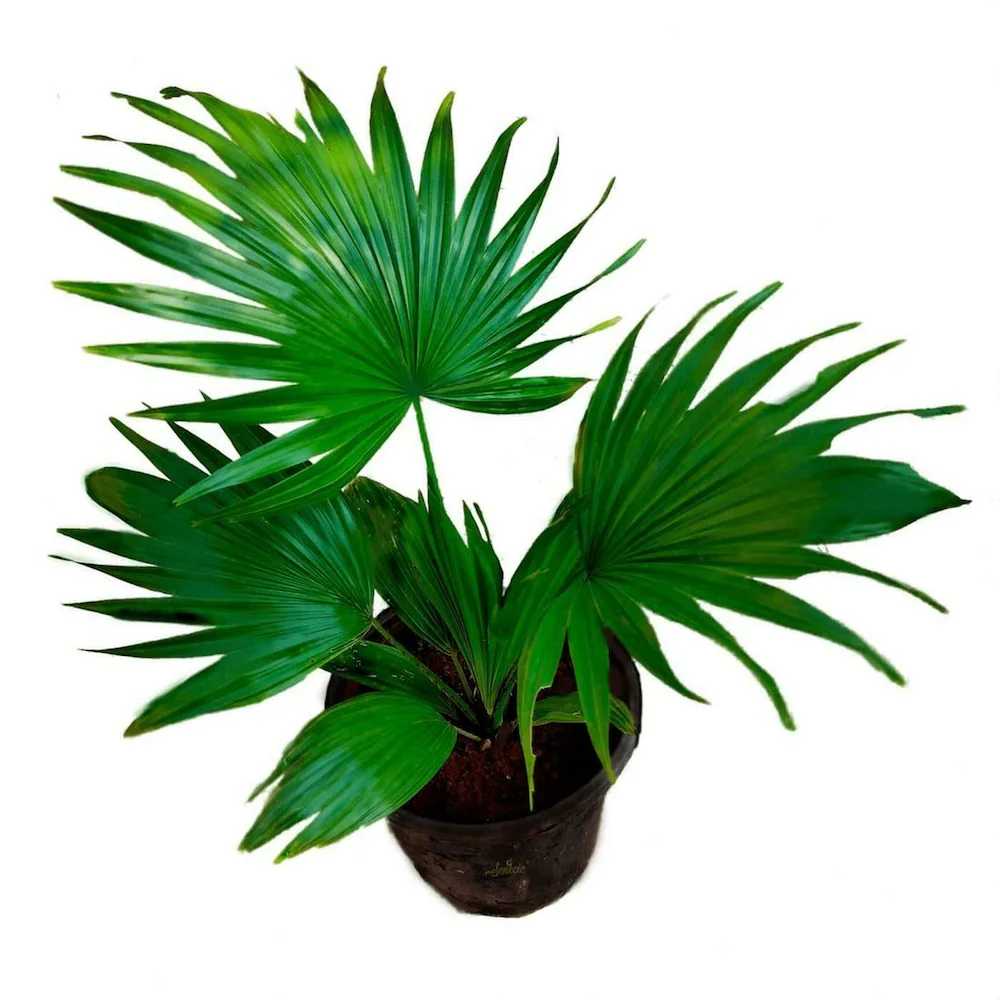 Table Palm Plant