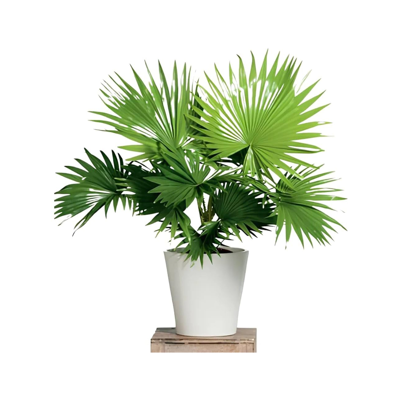 Table Palm Plant