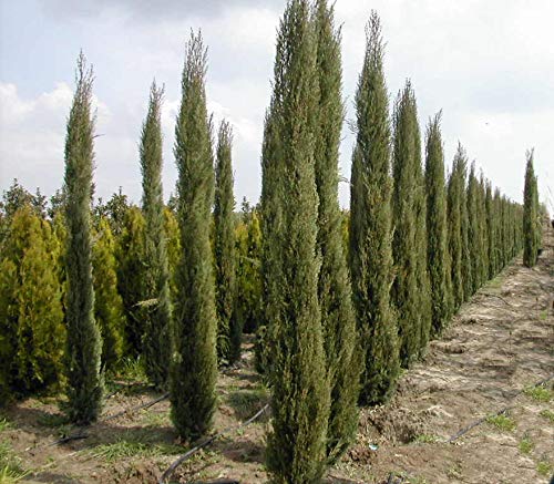 Pencil Pine Plant - 6 Ft Grown