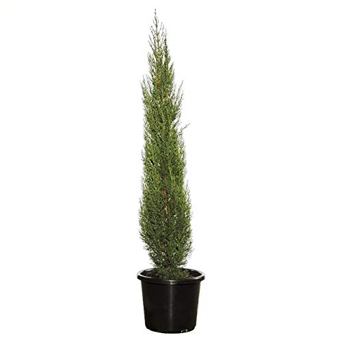 Pencil Pine Plant - 6 Ft Grown