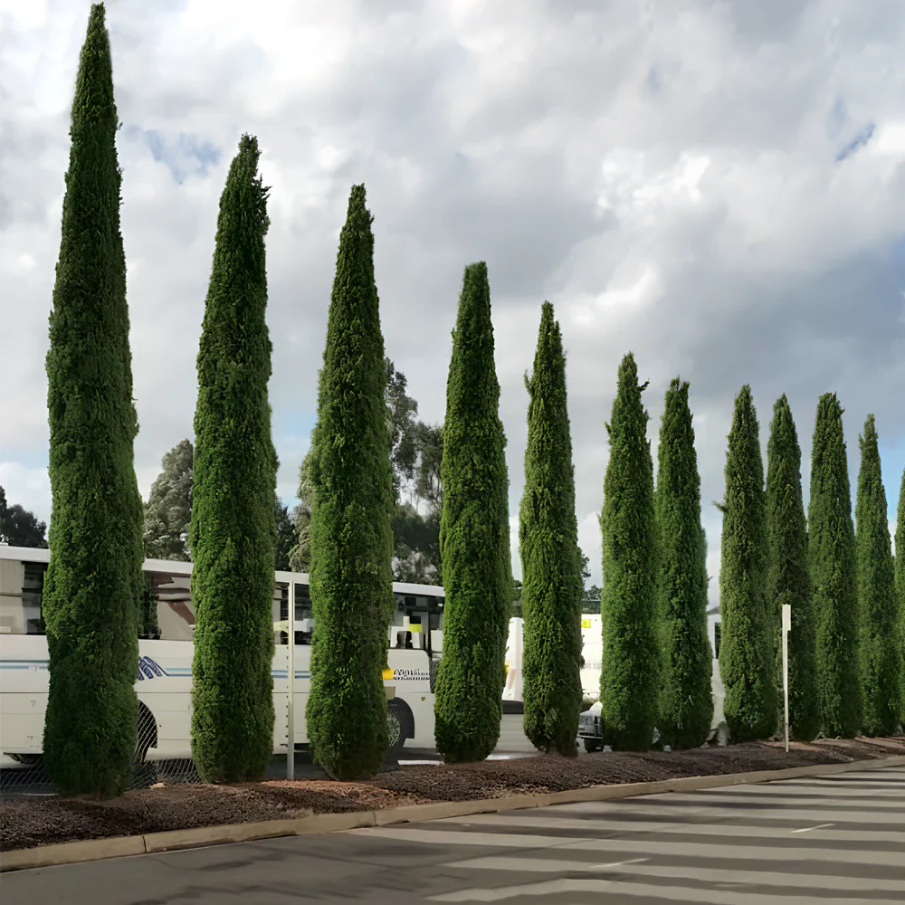 Pencil Pine Plant - 6 Ft Grown