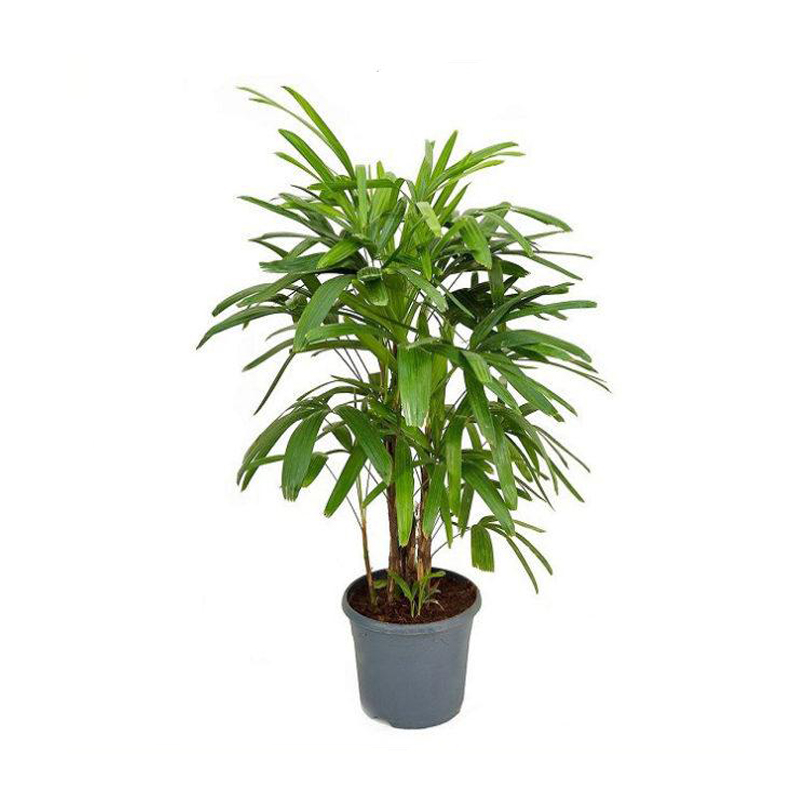 Rhapis Excelsa Palm Plant