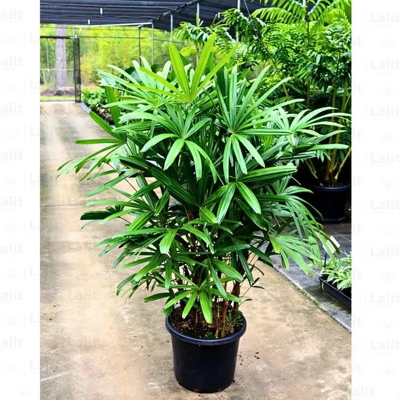 Rhapis Excelsa Palm Plant