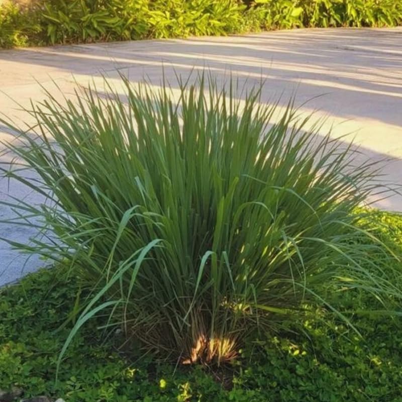 Citronella grass