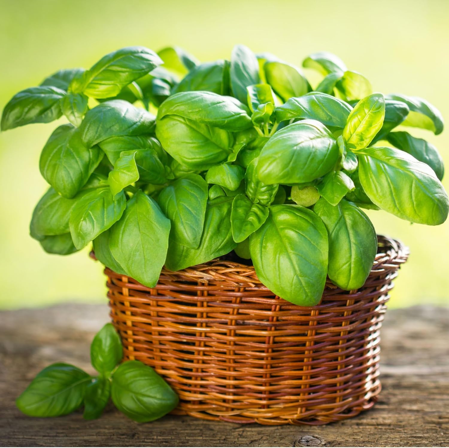 Basil Plant