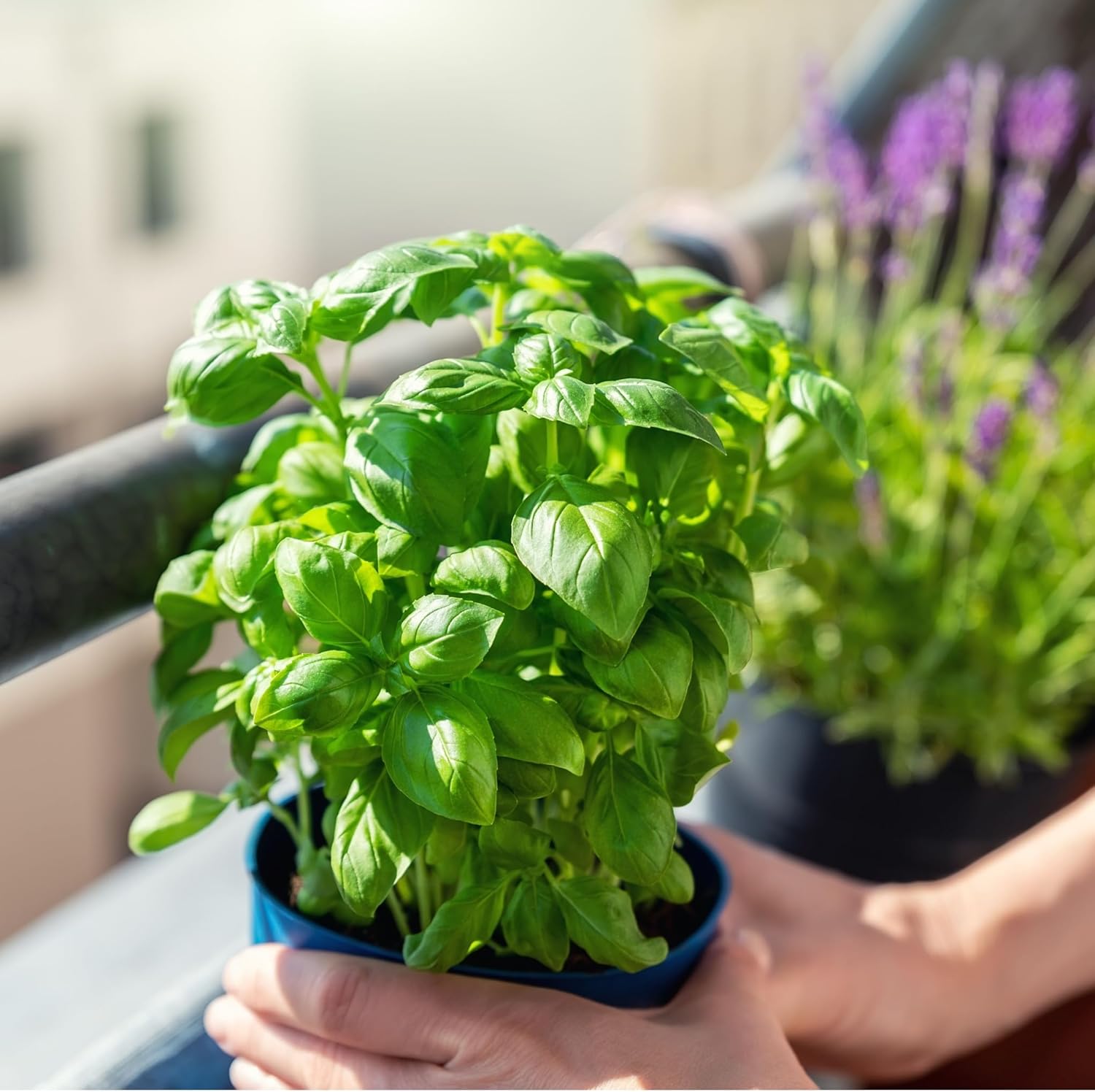 Basil Plant
