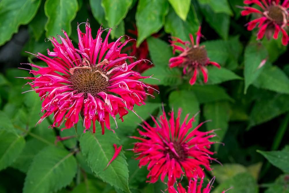 Bee Balm Flower Plant