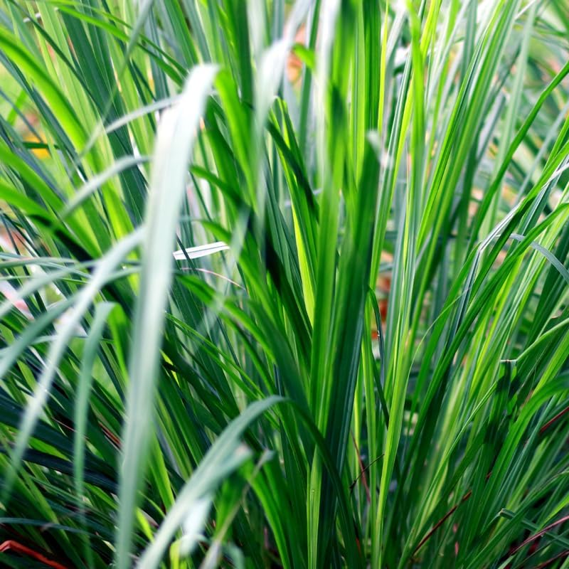 Citronella grass