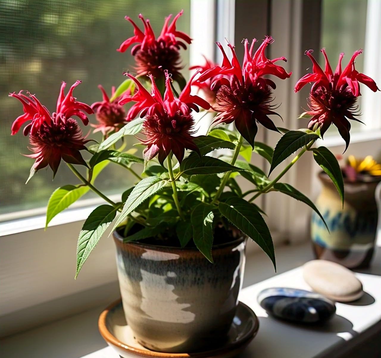 Bee Balm Flower Plant
