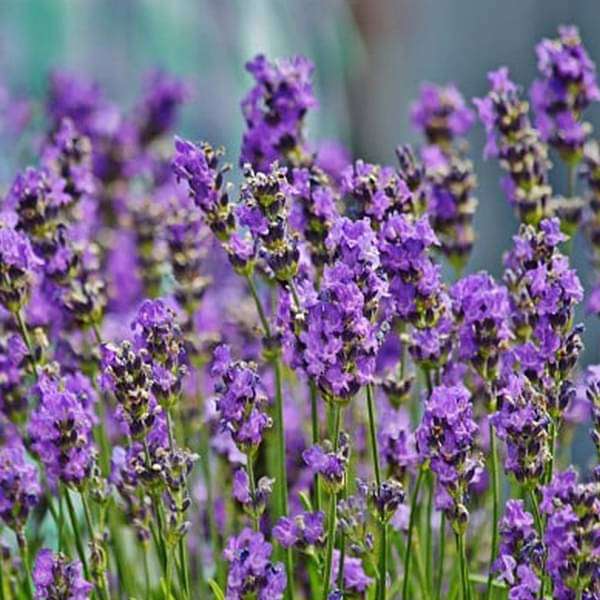 Lavender Plant 