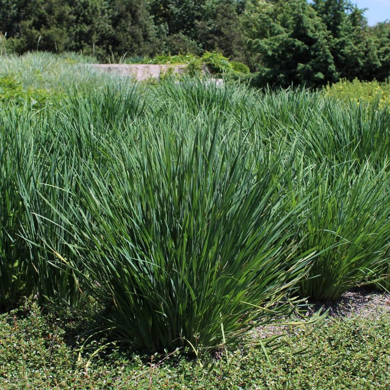 Citronella grass
