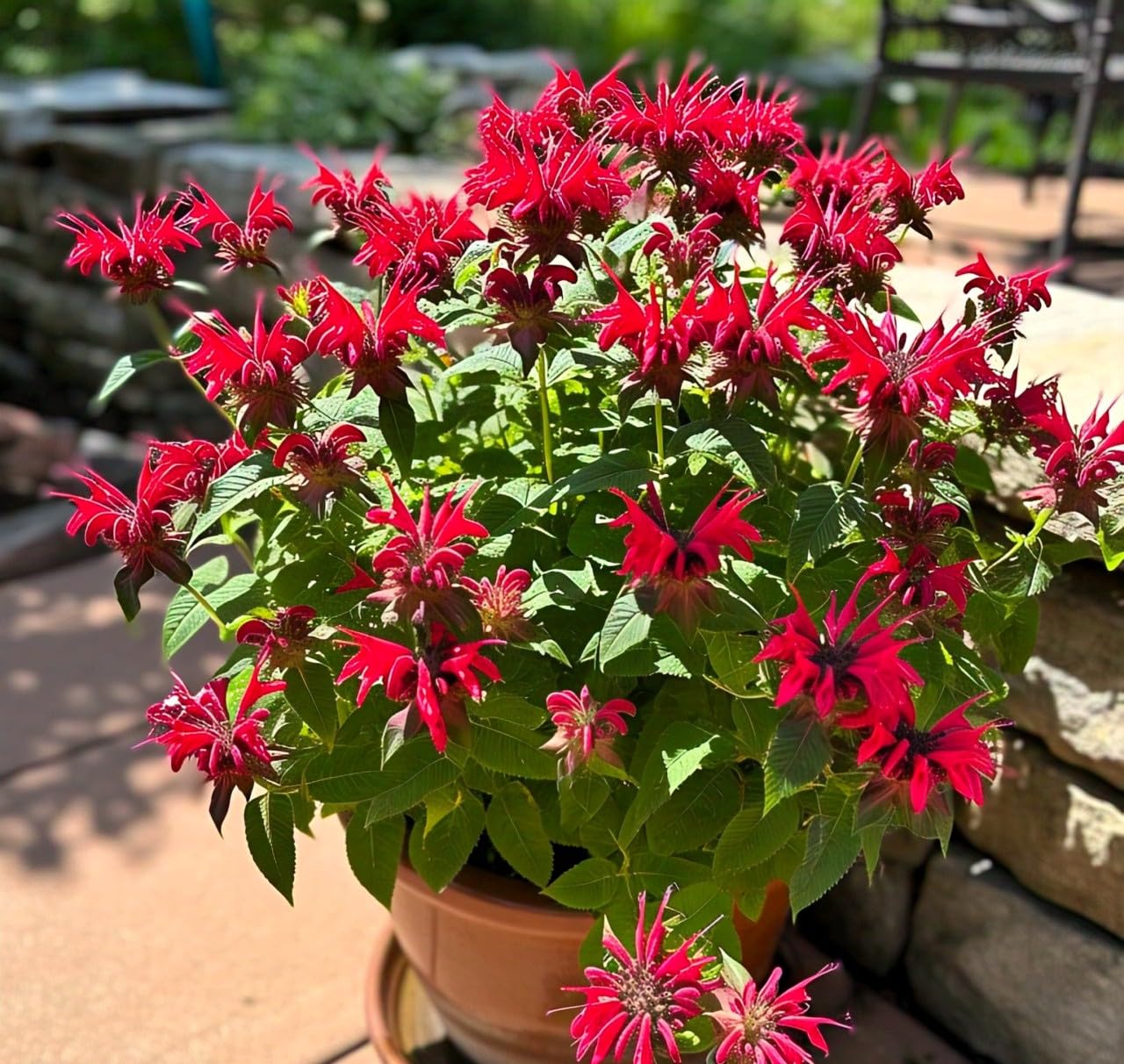 Bee Balm Flower Plant