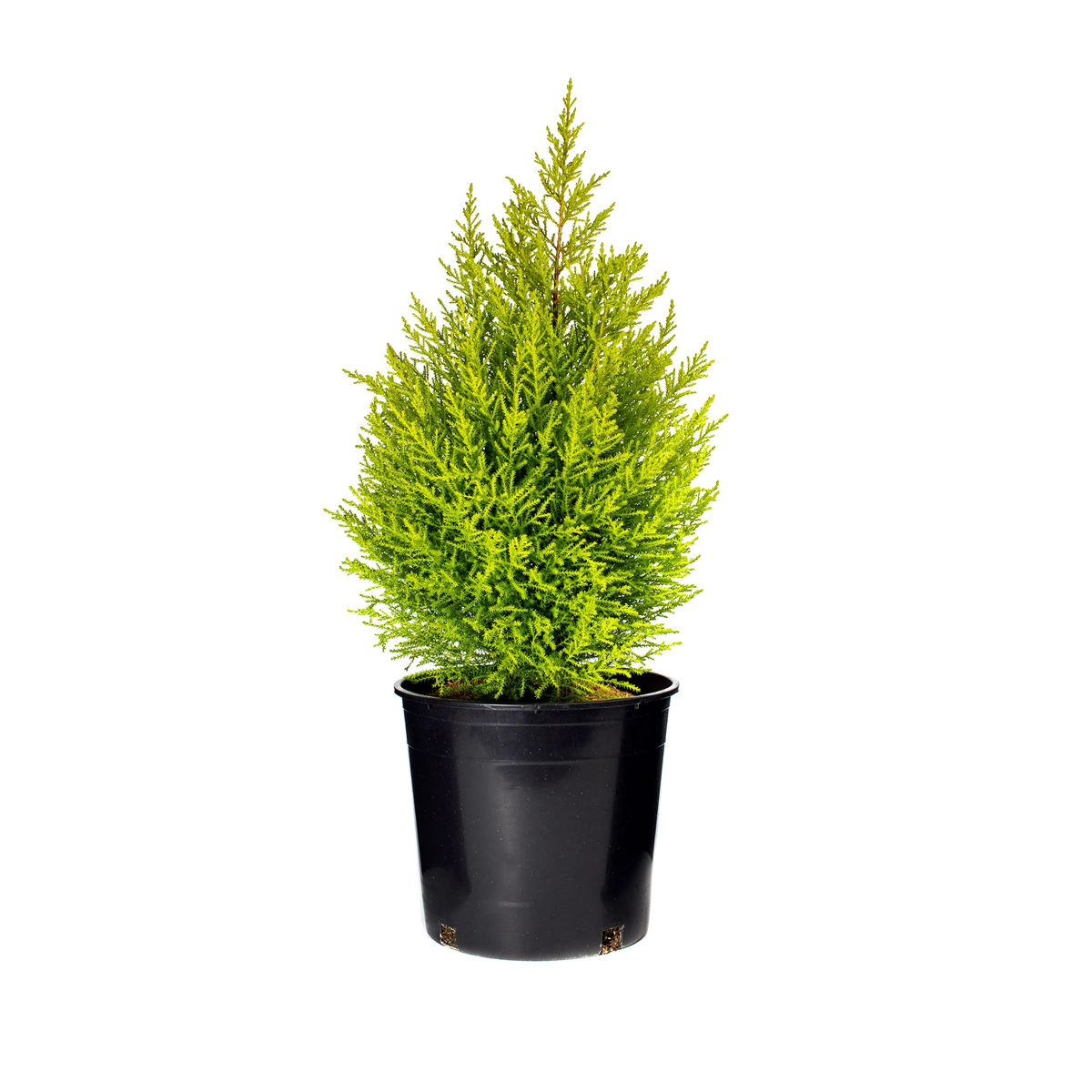 Lemon Cypress Tree