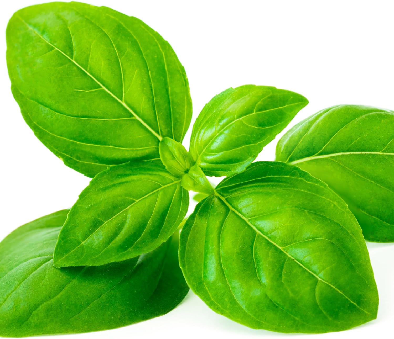 Basil Plant