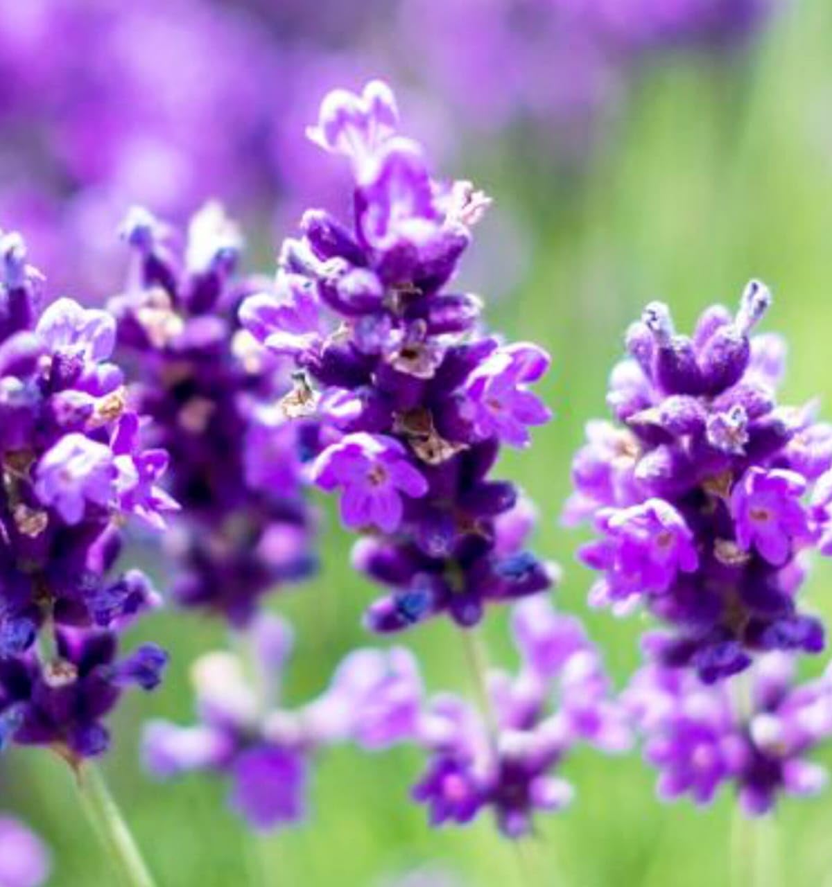 Lavender Plant 