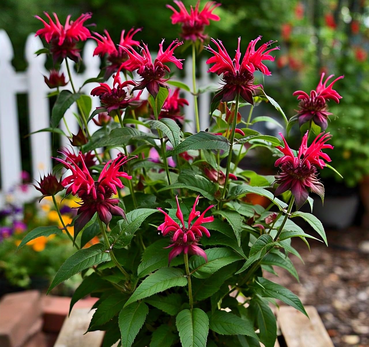 Bee Balm Flower Plant