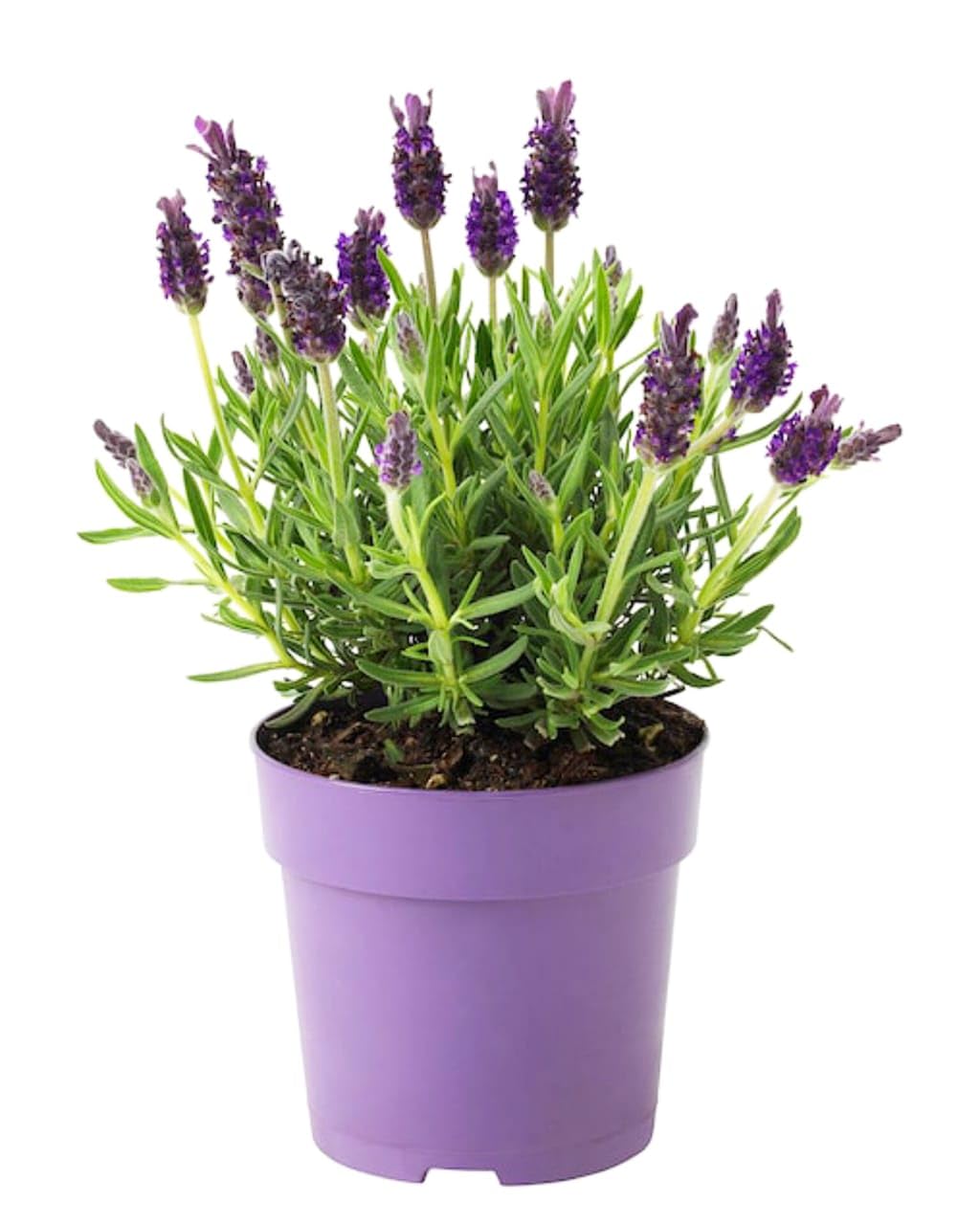 Lavender Plant 
