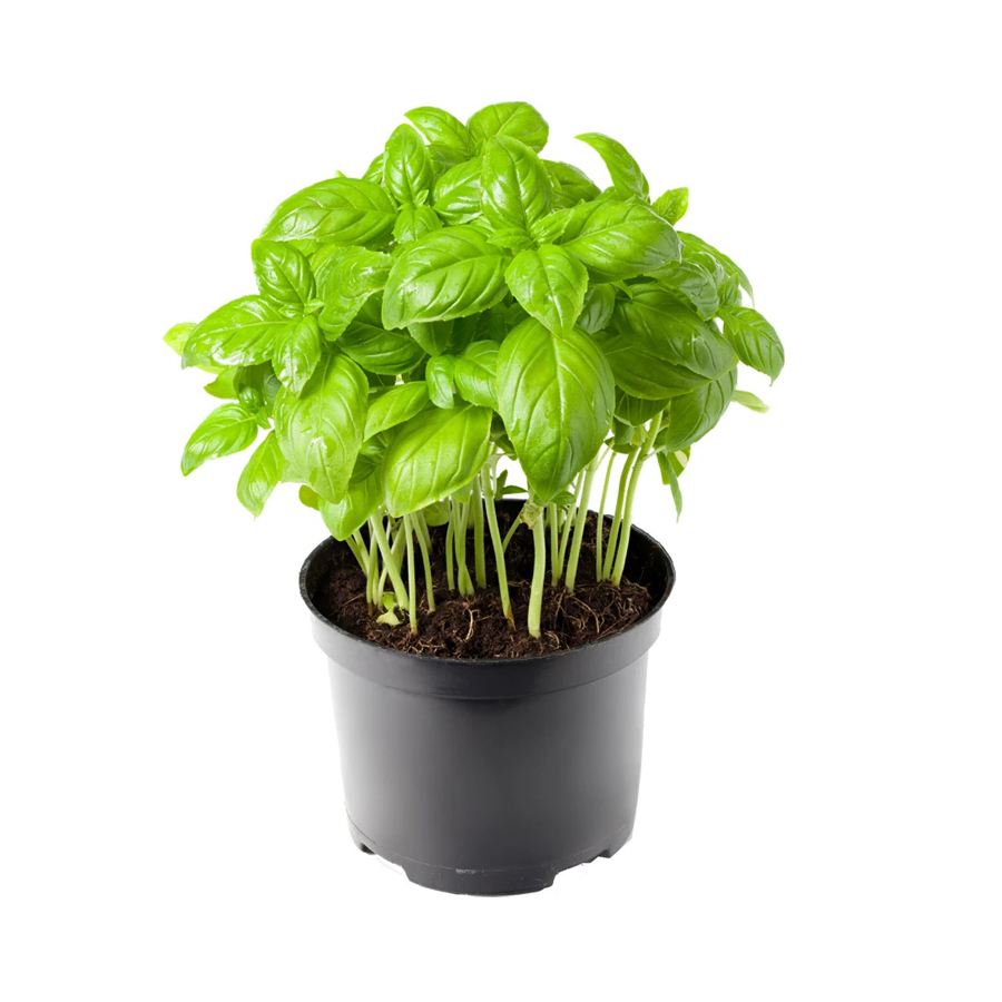 Basil Plant