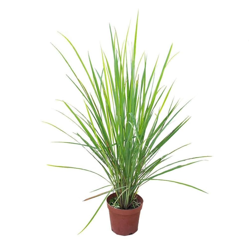 Citronella grass