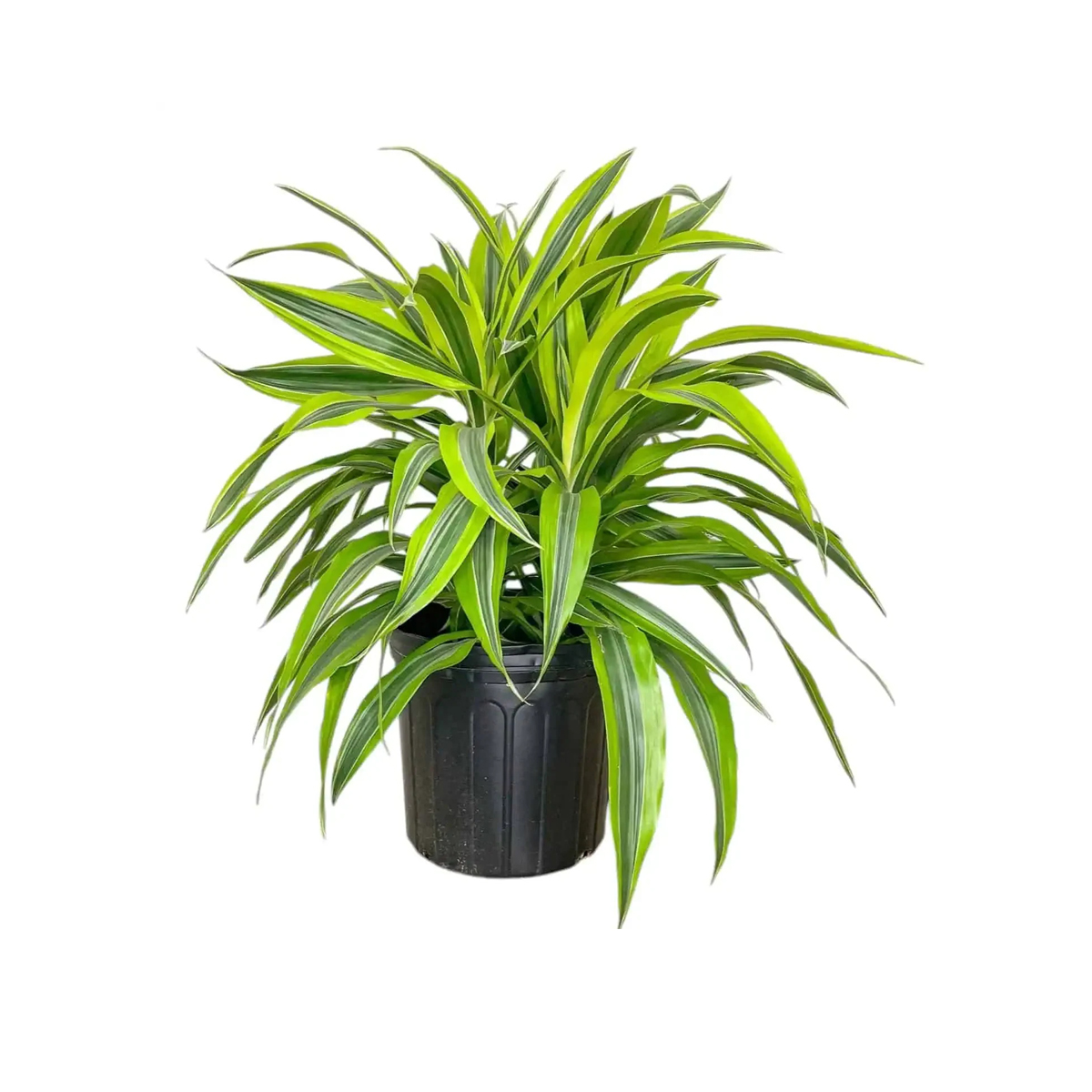 Dracaena Lemon Lime