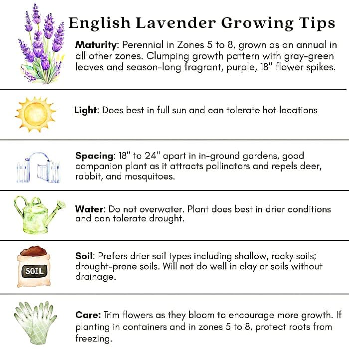 Lavender Plant 