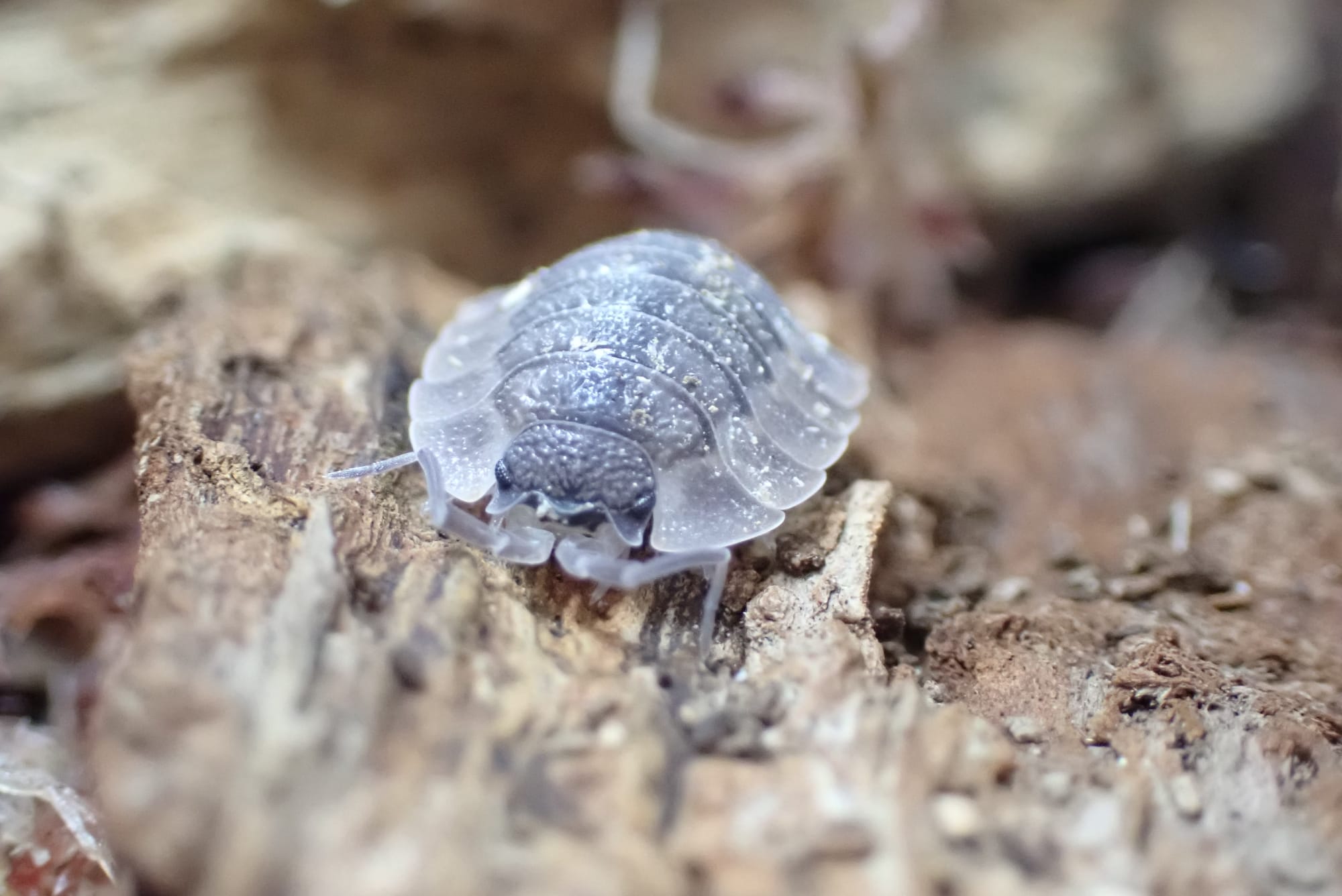 Porcellio Spatulatus "Coros"
