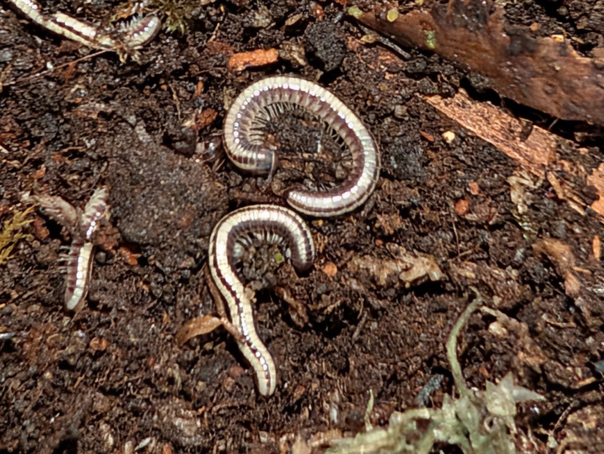 Spirobollelus sp. Maui