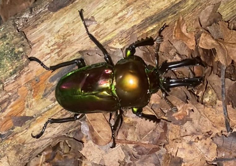 Phalacrognathus Muelleri - Rainbow Stag Beetle
