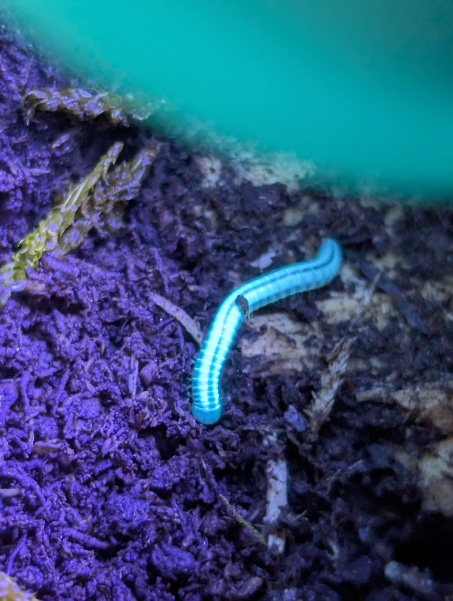 Spirobollelus sp. Maui