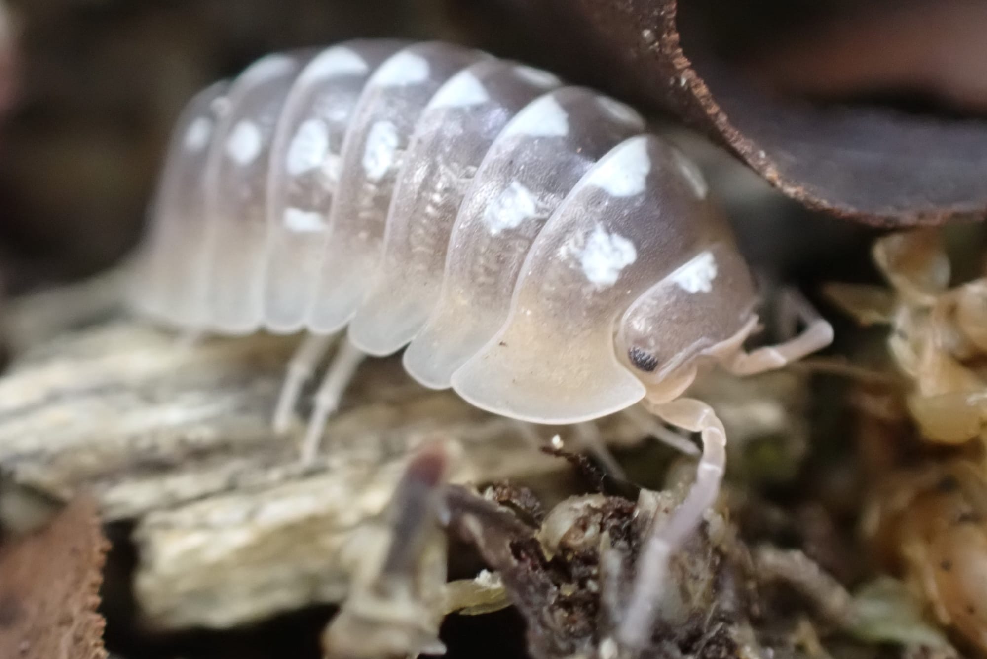 Armadillidium Flavoscutatum