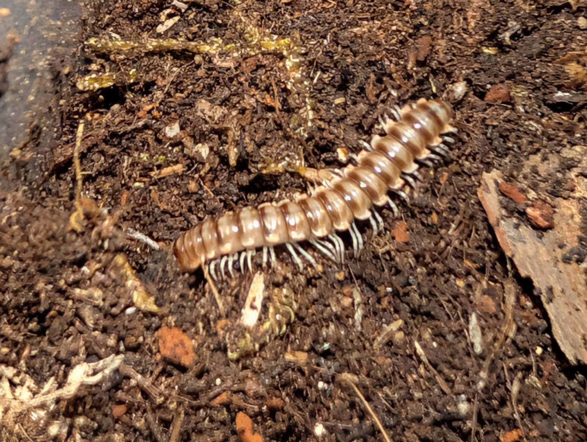 Orthomorpha sp. Vietnam