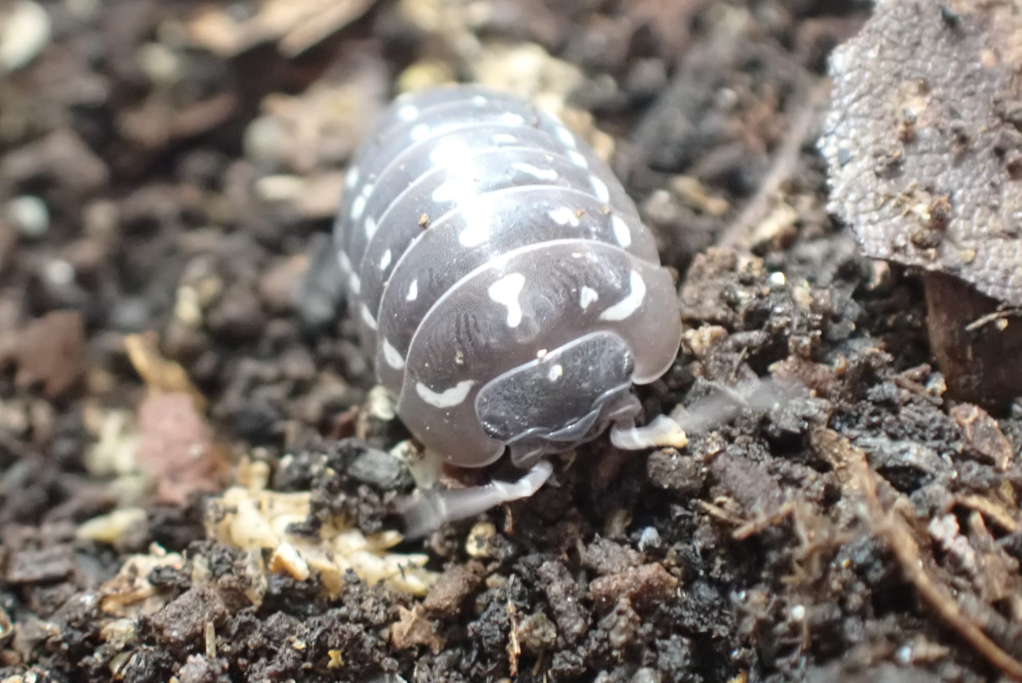 Armadillidium Fronteriangulum