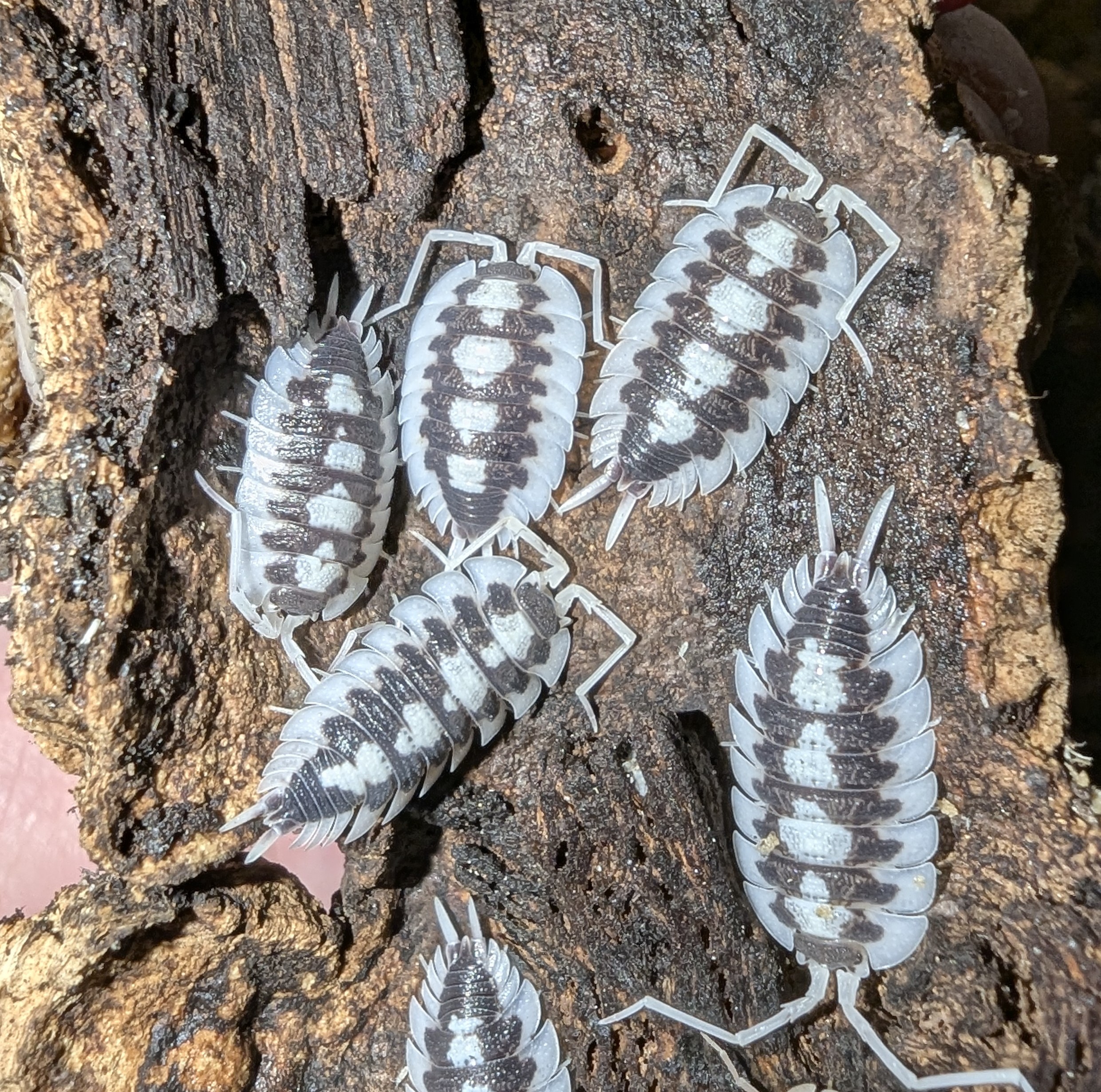 Porcellio Succinctus "Black Rib"