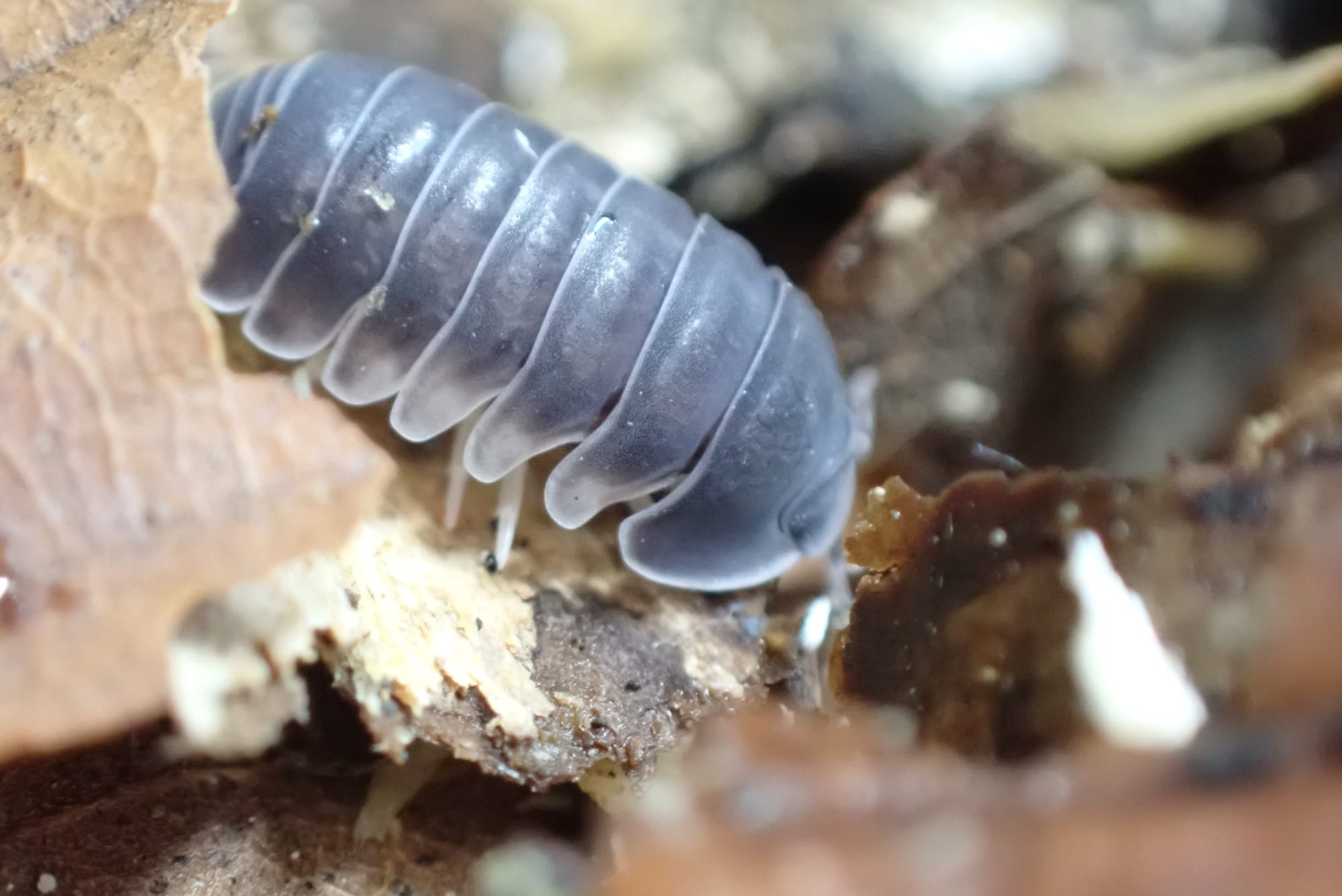 Cubaris Big Blue