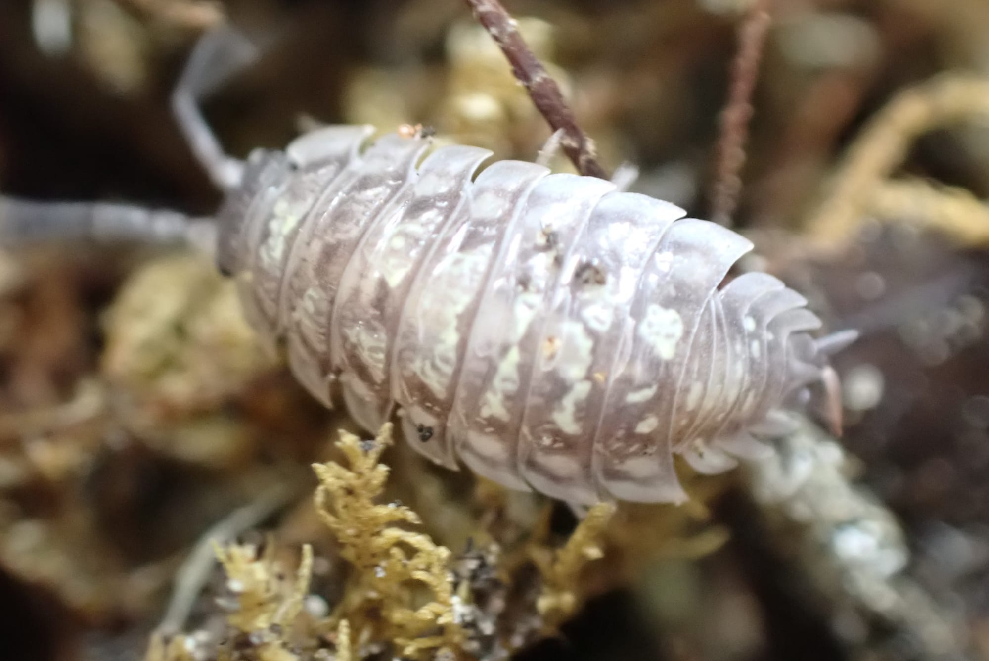 Oniscus Asellus