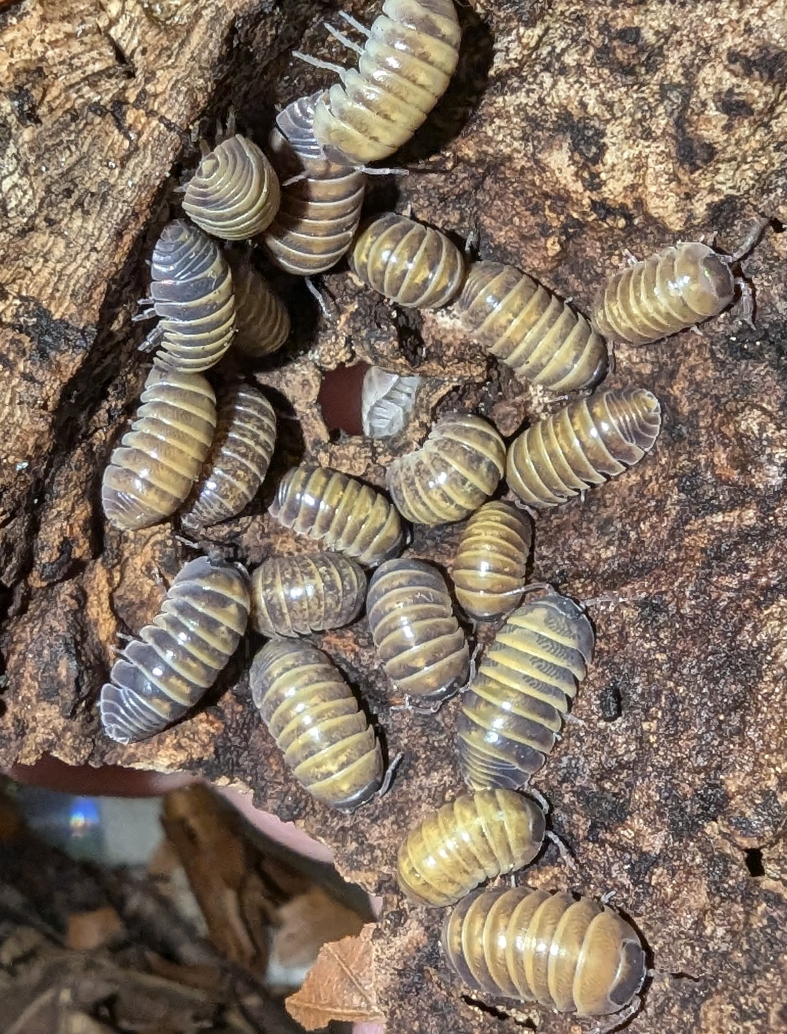 Armadillidium Casteldaccia "High Yellow"